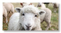 sheep_sam-carter-GHOiyov2TSQ-unsplash-600x300